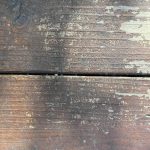 IMG_1009